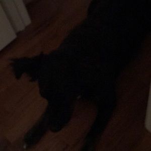 Meet your Posher, Suzanne